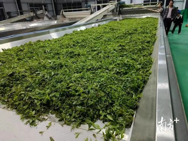 关于八排瑶山：春日采茶忙，每年带动茶农增收500万元的内容(2)