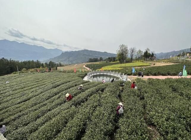 有关于奉节:春茶采摘正当时 茶韵飘香促振兴的信息