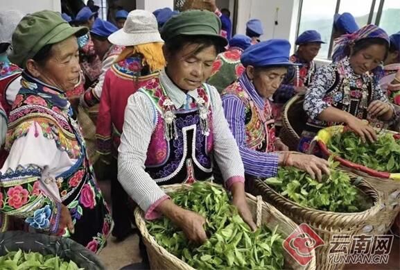 关于他每年带动300多户茶农实现增收150多万元的相关信息