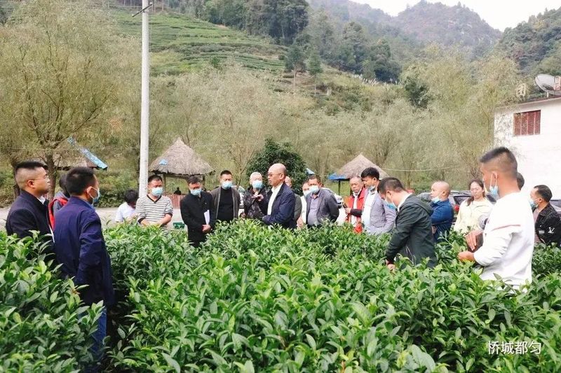 有关于都匀毛尖获2022中国地理标志农产品（茶叶）品牌声誉百强榜TOP4的最新消息(13)