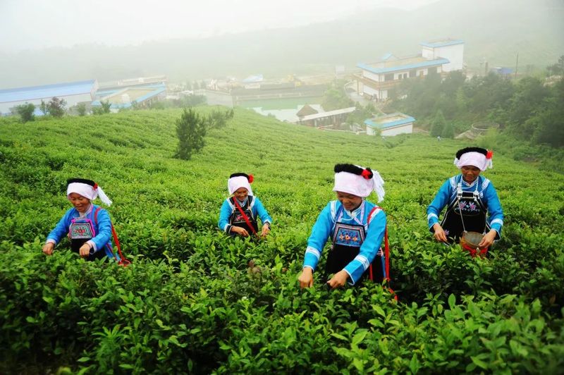 有关于都匀毛尖获2022中国地理标志农产品（茶叶）品牌声誉百强榜TOP4的最新消息(7)