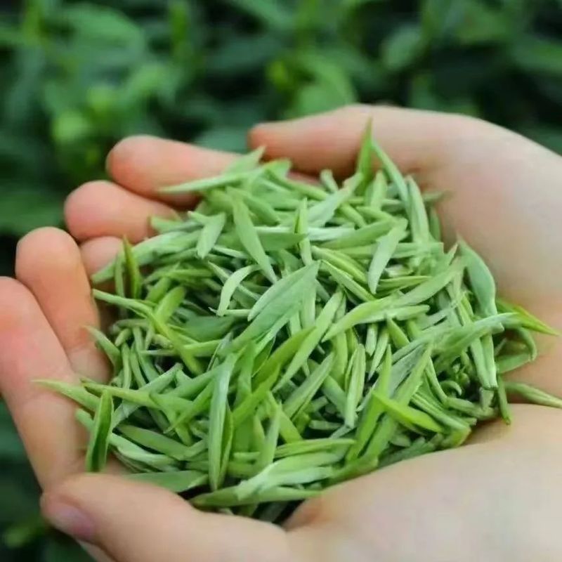 有关于都匀毛尖获2022中国地理标志农产品（茶叶）品牌声誉百强榜TOP4的最新消息(8)