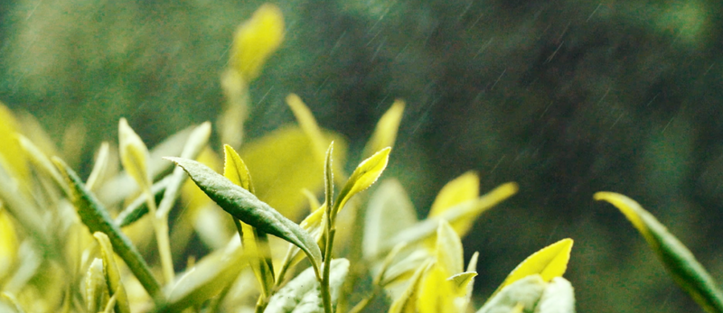 有关于都匀毛尖获2022中国地理标志农产品（茶叶）品牌声誉百强榜TOP4的最新消息(4)