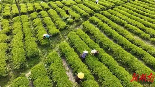 有关于桃江县花桥港村：1600余亩茶园 美了乡村富了乡亲的信息