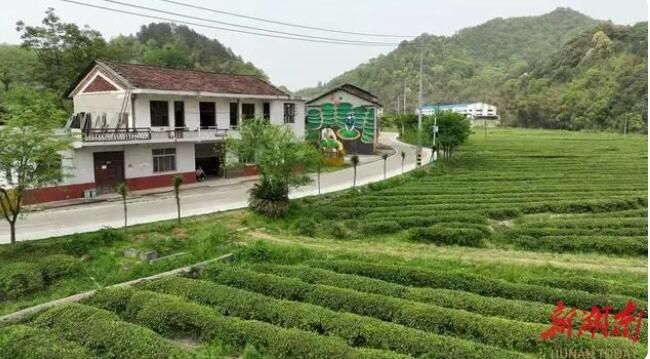 有关于桃江县花桥港村：1600余亩茶园 美了乡村富了乡亲的信息(1)