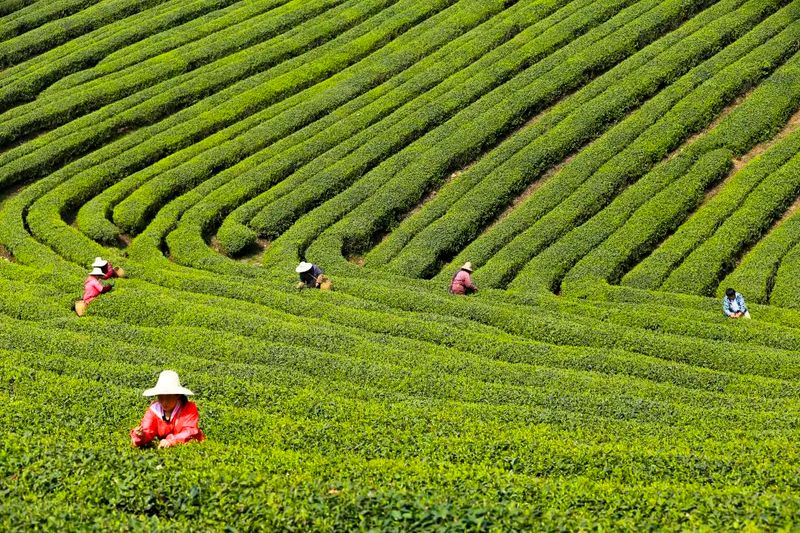 关于悠悠茶文化 匠心铸精品的相关信息