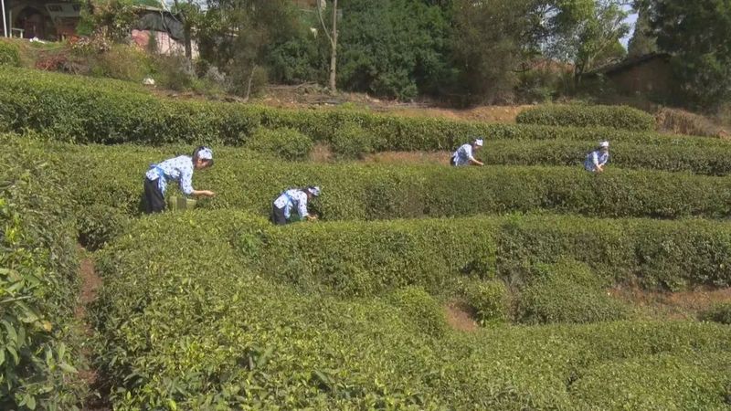 有关于广水市 千亩茶园美如画 茶农“画中”采茶忙的最新消息