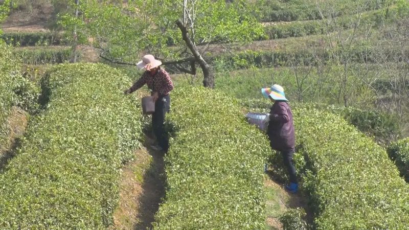 有关于广水市 千亩茶园美如画 茶农“画中”采茶忙的最新消息(3)