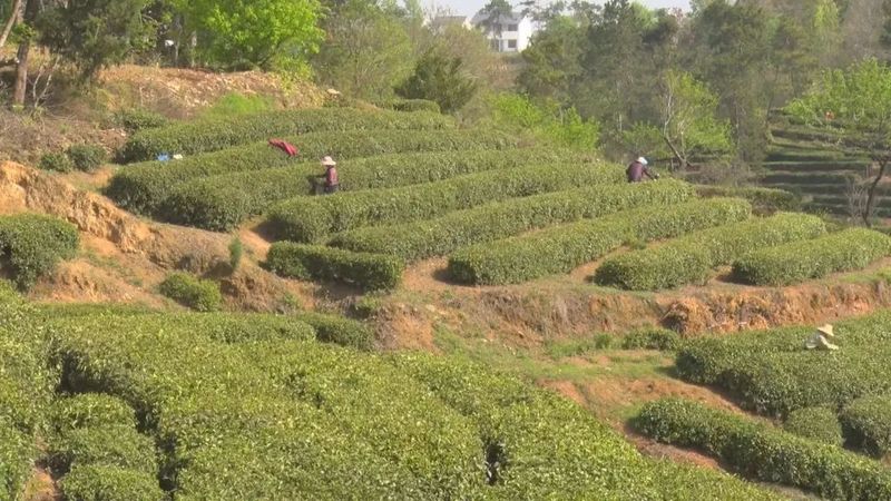 有关于广水市 千亩茶园美如画 茶农“画中”采茶忙的最新消息(4)