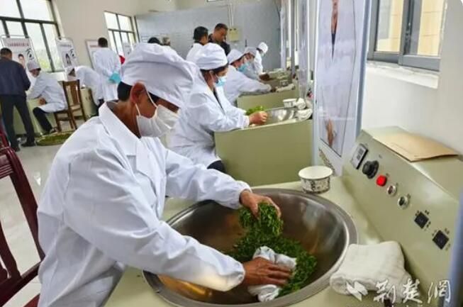 关于阳新茶叶种植面积已达6.2万亩的新闻