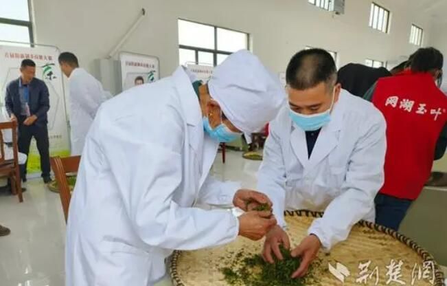 关于阳新茶叶种植面积已达6.2万亩的新闻(1)