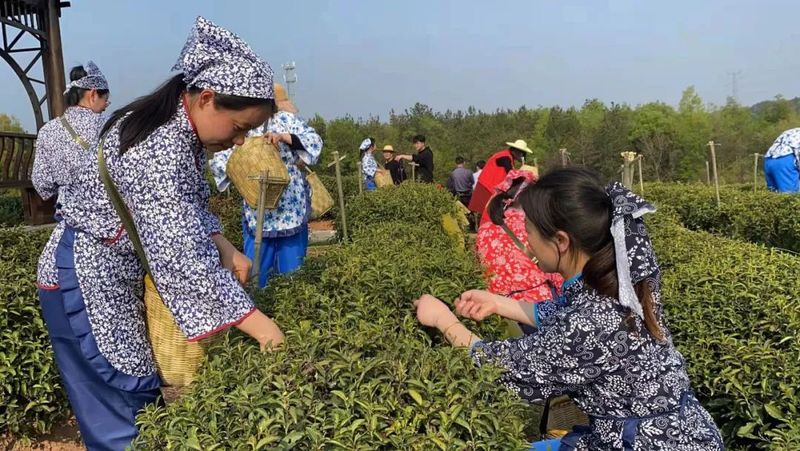 关于小小茶叶，大大产业！横塘岗这个村走上“致富路”！的资讯(2)
