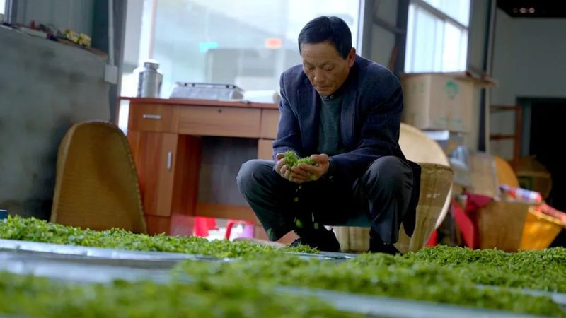 关于小小茶叶，大大产业！横塘岗这个村走上“致富路”！的资讯(1)