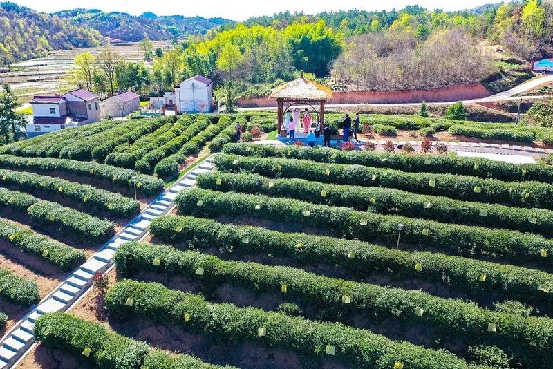 关于小小茶叶，大大产业！横塘岗这个村走上“致富路”！的资讯