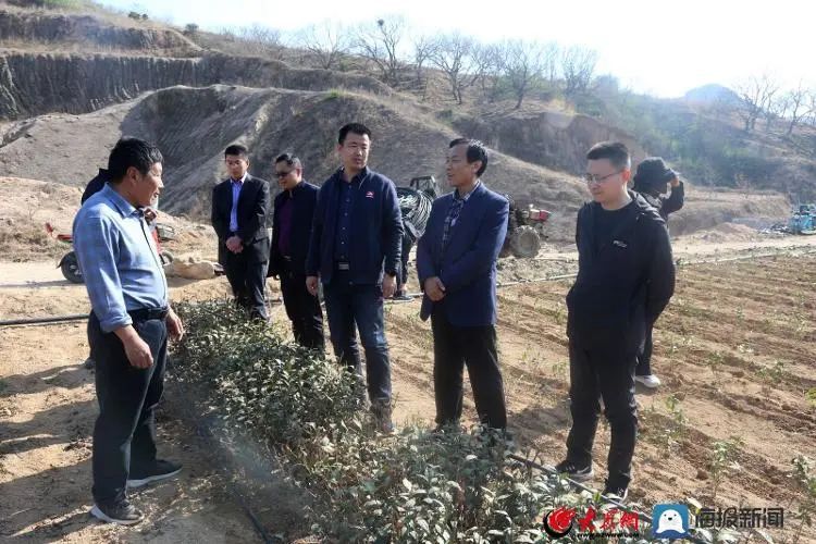 有关于什么时候能喝真正的日照露天春茶?的消息(4)