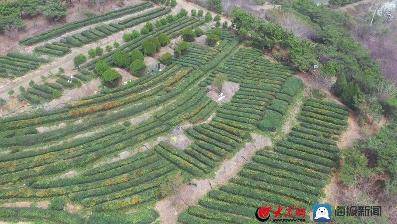 有关于什么时候能喝真正的日照露天春茶?的消息(1)