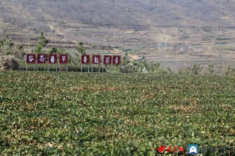 有关于什么时候能喝真正的日照露天春茶?的消息(6)