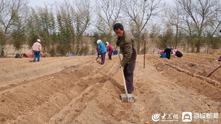 有关于什么时候能喝真正的日照露天春茶?的消息(3)