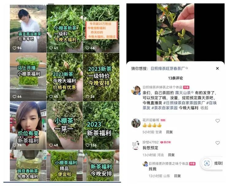 有关于什么时候能喝真正的日照露天春茶?的消息(8)