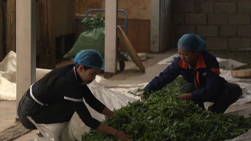 有关于沧源：古树茶采摘正当时的消息(5)