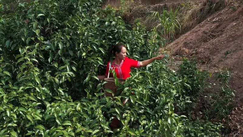 有关于沧源：古树茶采摘正当时的消息(3)