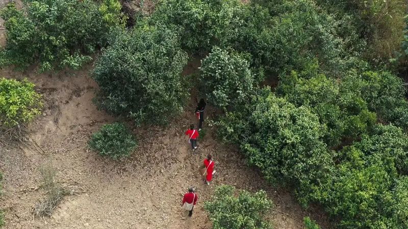 有关于沧源：古树茶采摘正当时的消息(4)