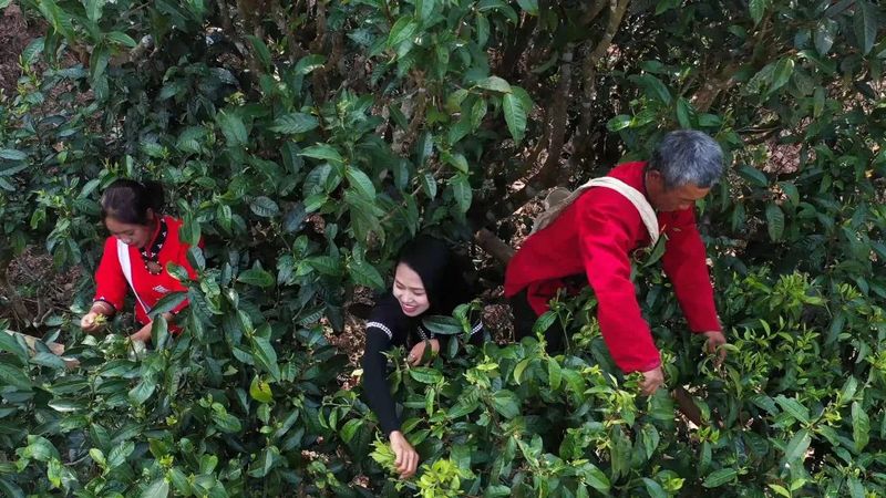 有关于沧源：古树茶采摘正当时的消息(2)