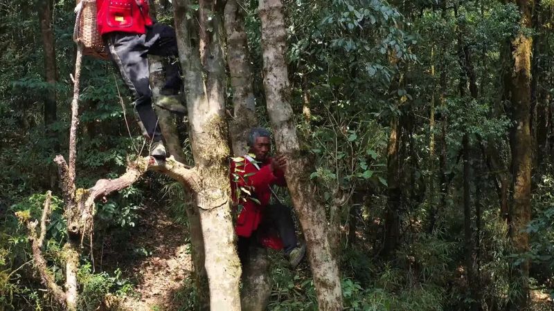 有关于沧源：古树茶采摘正当时的消息(1)