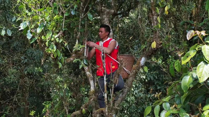 有关于沧源：古树茶采摘正当时的消息