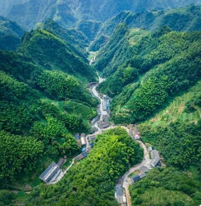 关于单日交易量达20余万公斤!绍兴新昌大佛龙井茶文化节带动茶叶产销两旺的相关信息(2)