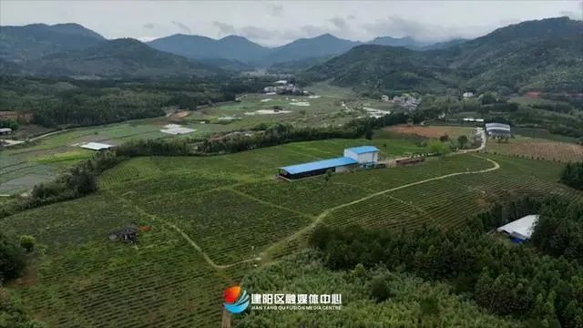 关于建阳区举办祭茶喊山节活动的内容