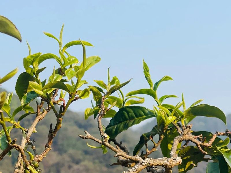 有关于“千家寨爷号”普洱茶砍盆箐茶区茶叶开采啦的内容(11)
