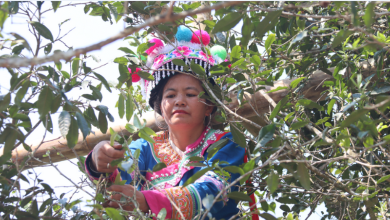 有关于“千家寨爷号”普洱茶砍盆箐茶区茶叶开采啦的内容(4)