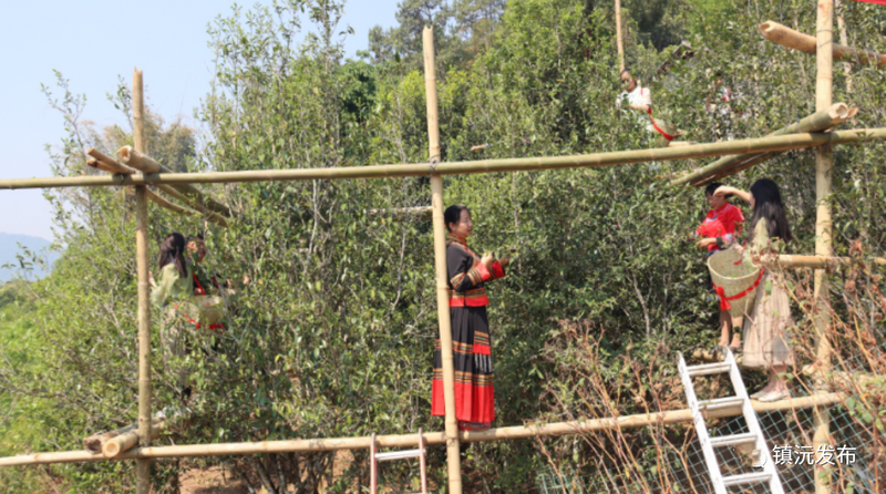 有关于“千家寨爷号”普洱茶砍盆箐茶区茶叶开采啦的内容(3)