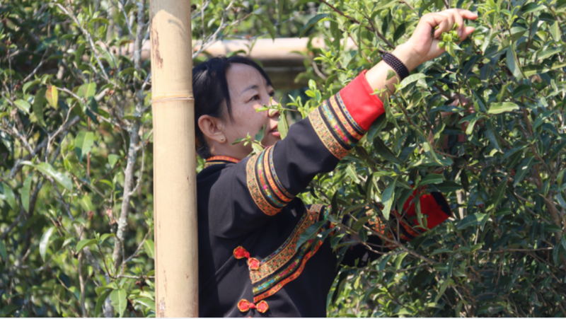有关于“千家寨爷号”普洱茶砍盆箐茶区茶叶开采啦的内容(5)