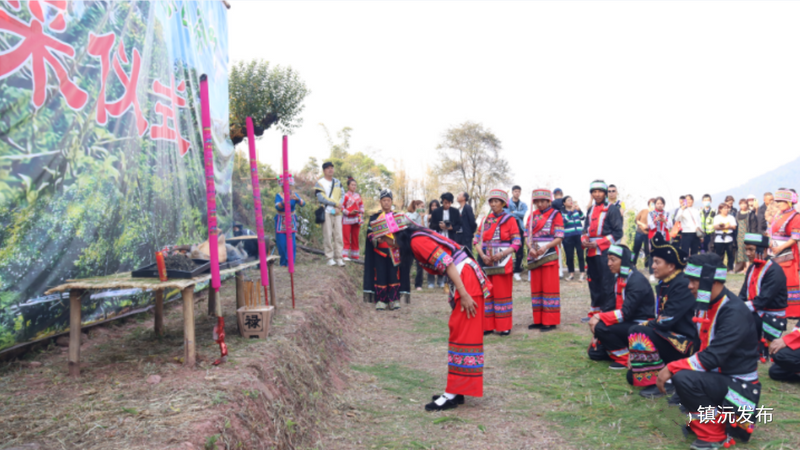 有关于“千家寨爷号”普洱茶砍盆箐茶区茶叶开采啦的内容(1)