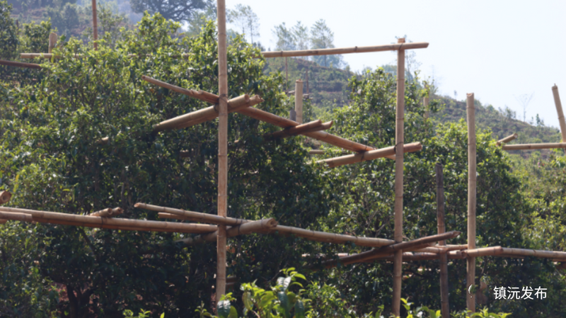 有关于“千家寨爷号”普洱茶砍盆箐茶区茶叶开采啦的内容(2)