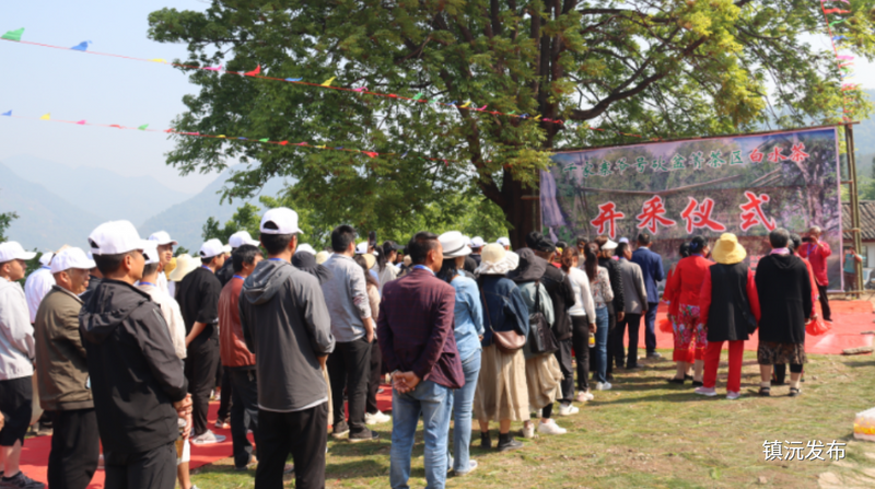 有关于“千家寨爷号”普洱茶砍盆箐茶区茶叶开采啦的内容