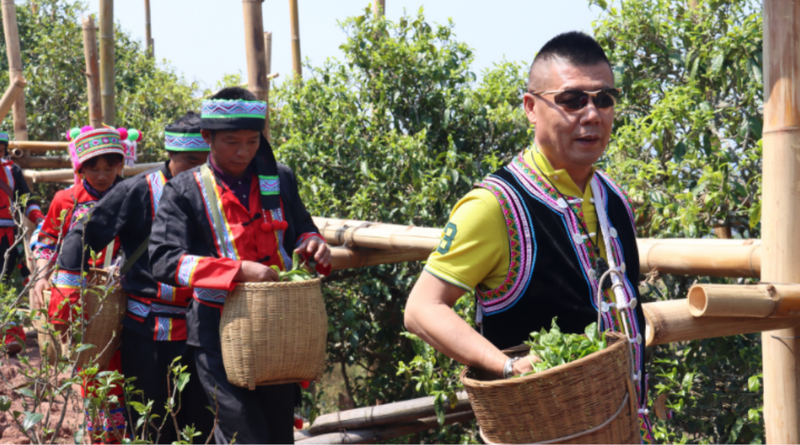 有关于“千家寨爷号”普洱茶砍盆箐茶区茶叶开采啦的内容(7)