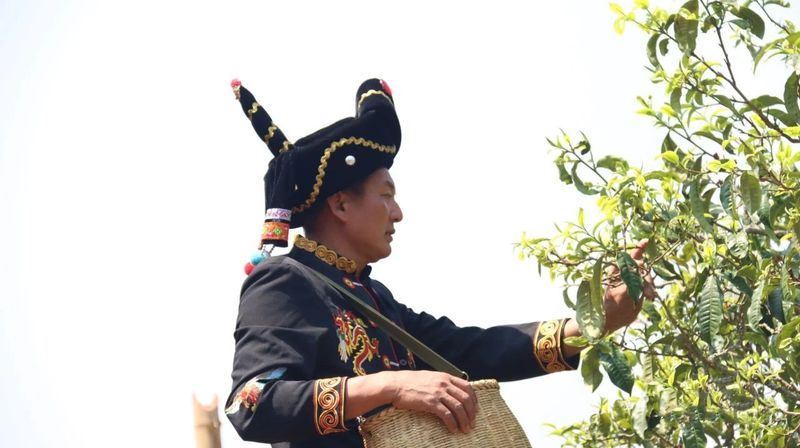 有关于“千家寨爷号”普洱茶砍盆箐茶区茶叶开采啦的内容(6)