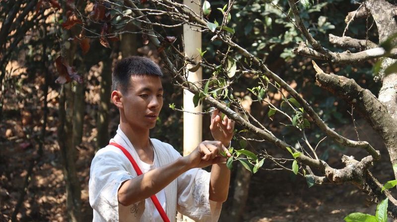 有关于“千家寨爷号”普洱茶砍盆箐茶区茶叶开采啦的内容(9)