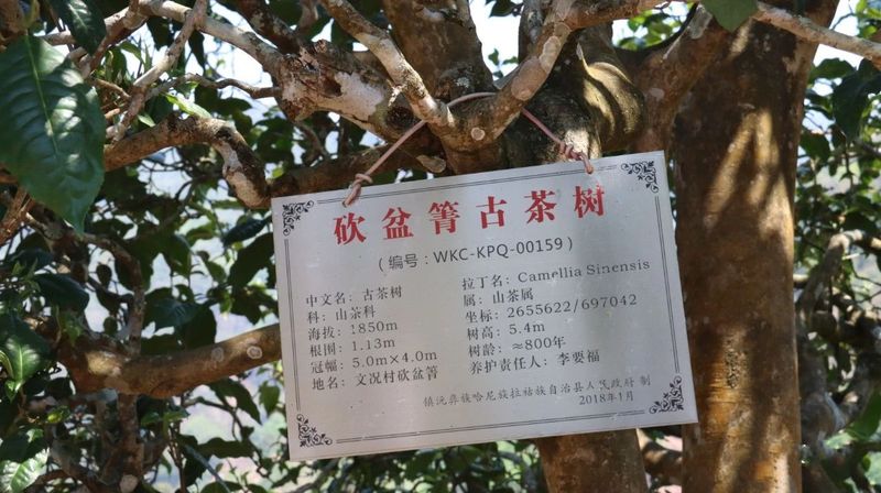 有关于“千家寨爷号”普洱茶砍盆箐茶区茶叶开采啦的内容(8)