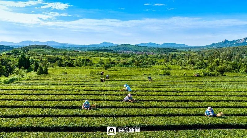 有关于从日照海岸绿茶开园节看岚山如何书写“新茶经”的新闻(1)