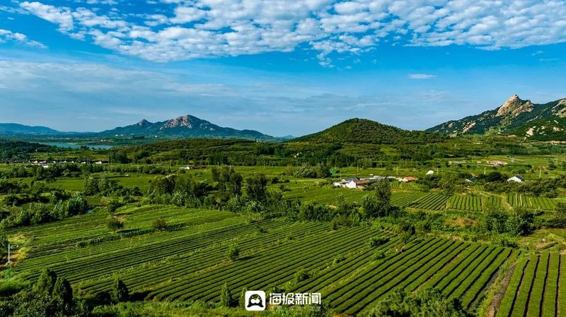 有关于从日照海岸绿茶开园节看岚山如何书写“新茶经”的新闻(4)