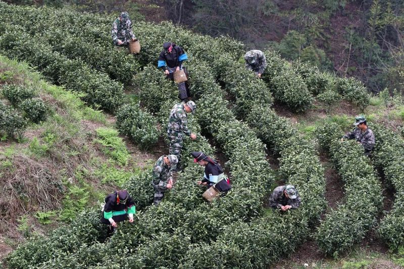 关于榕江县人武部：春日香满园，民兵采茶忙的最新消息