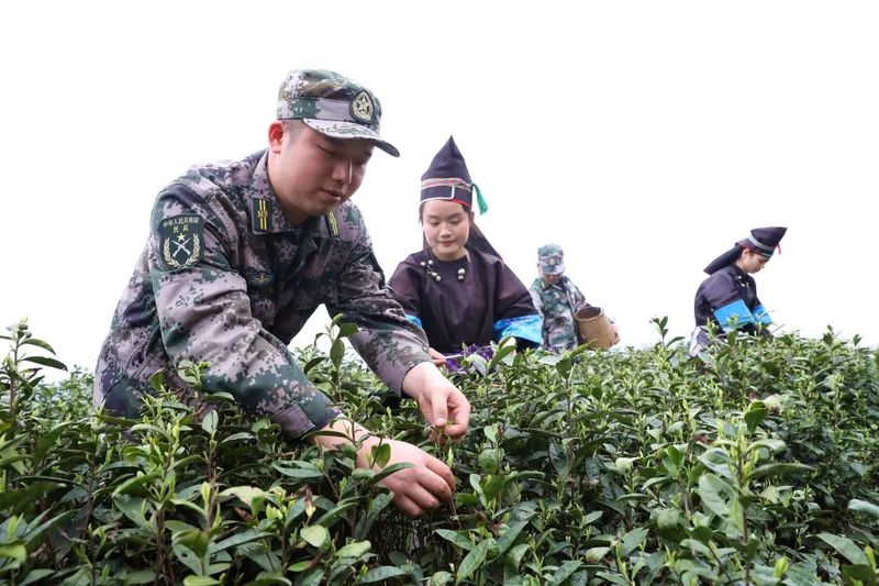 关于榕江县人武部：春日香满园，民兵采茶忙的最新消息(1)