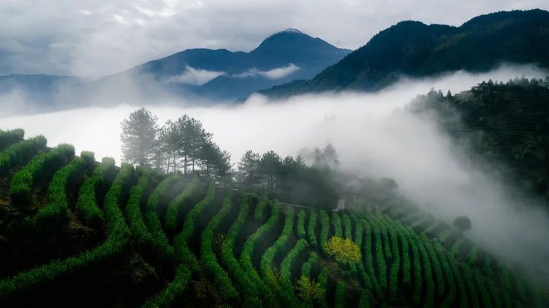 有关于开启“惠明茶”产业发展新未来的最新消息(5)