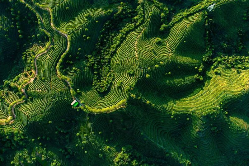 有关于开启“惠明茶”产业发展新未来的最新消息(2)