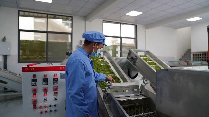 有关于开启“惠明茶”产业发展新未来的最新消息(6)