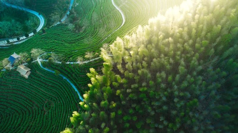 有关于开启“惠明茶”产业发展新未来的最新消息(3)